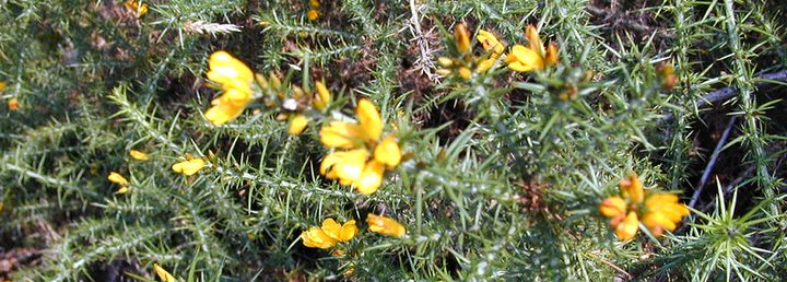 gorse