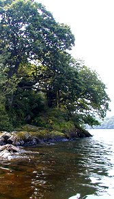 wildcat island